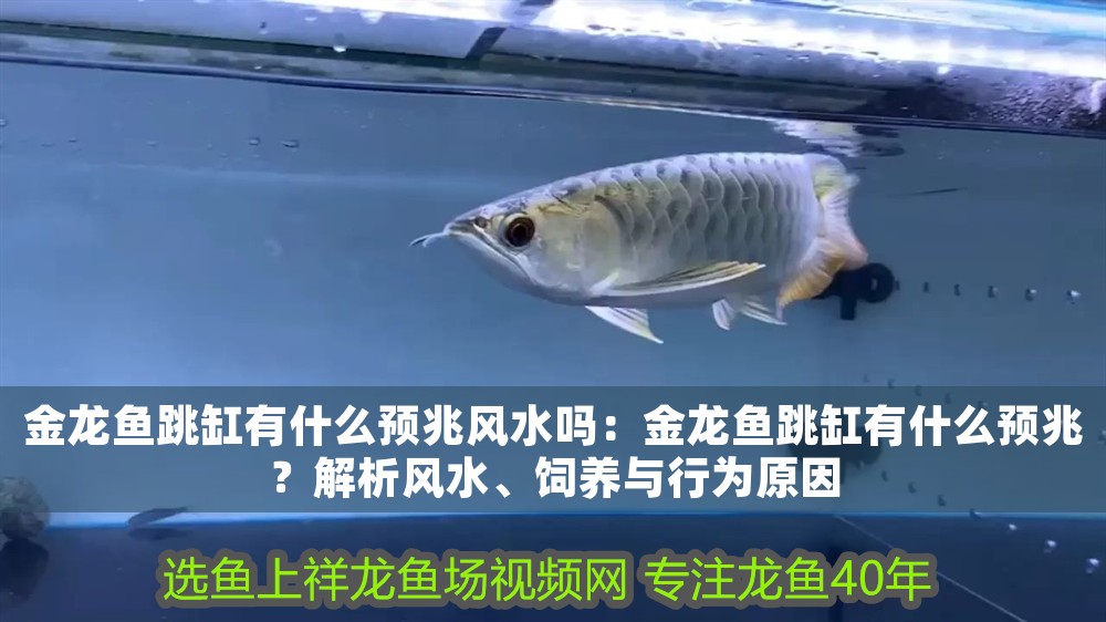 金龍魚跳缸有什么預(yù)兆風(fēng)水嗎：金龍魚跳缸有什么預(yù)兆？解析風(fēng)水、飼養(yǎng)與行為原因