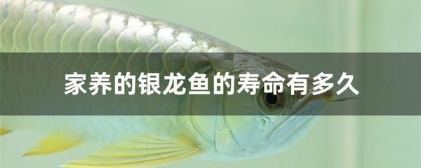 家養(yǎng)的銀龍魚的壽命有多久（家養(yǎng)銀龍魚的壽命受多種因素影響家養(yǎng)銀龍魚的壽命受多種因素影響） 家養(yǎng)的銀龍魚的壽命有多久（家養(yǎng)銀龍魚的壽命受多種因素影響家養(yǎng)銀龍魚的壽命受多種因素影響） 龍魚百科