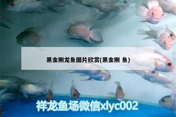 杭州龍魚批發(fā)市場在哪個位置呀
