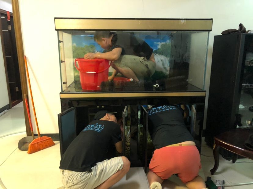 龍魚用什么缸養最好，養殖龍魚的魚缸需要考慮多個因素，養殖龍魚需要考慮多個因素