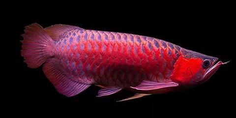 龍魚燈應該怎樣擺放:如何正確的龍魚燈擺放 龍魚百科 第4張 龍魚燈應該怎樣擺放:如何正確的龍魚燈擺放 龍魚燈應該怎樣擺放:如何正確的龍魚燈擺放 龍魚百科 第4張