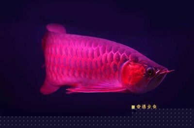 紅龍魚品牌有哪些種類名稱（知名的紅龍魚品牌有哪些）