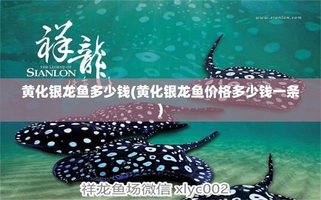 紅龍魚多大開始用燈泡了（紅龍魚多大開始用燈泡了呢）