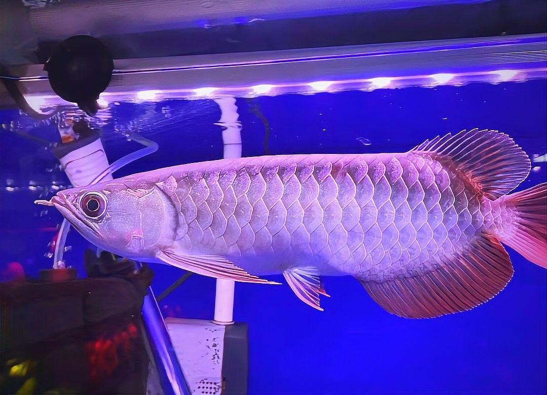 銀龍魚和金龍魚哪個兇猛