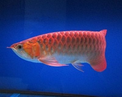夢到很大的紅色金龍魚(關(guān)于“夢到很大的紅色金龍魚”的解釋) 龍魚百科 第5張 夢到很大的紅色金龍魚(關(guān)于“夢到很大的紅色金龍魚”的解釋) 夢到很大的紅色金龍魚(關(guān)于“夢到很大的紅色金龍魚”的解釋) 龍魚百科 第5張