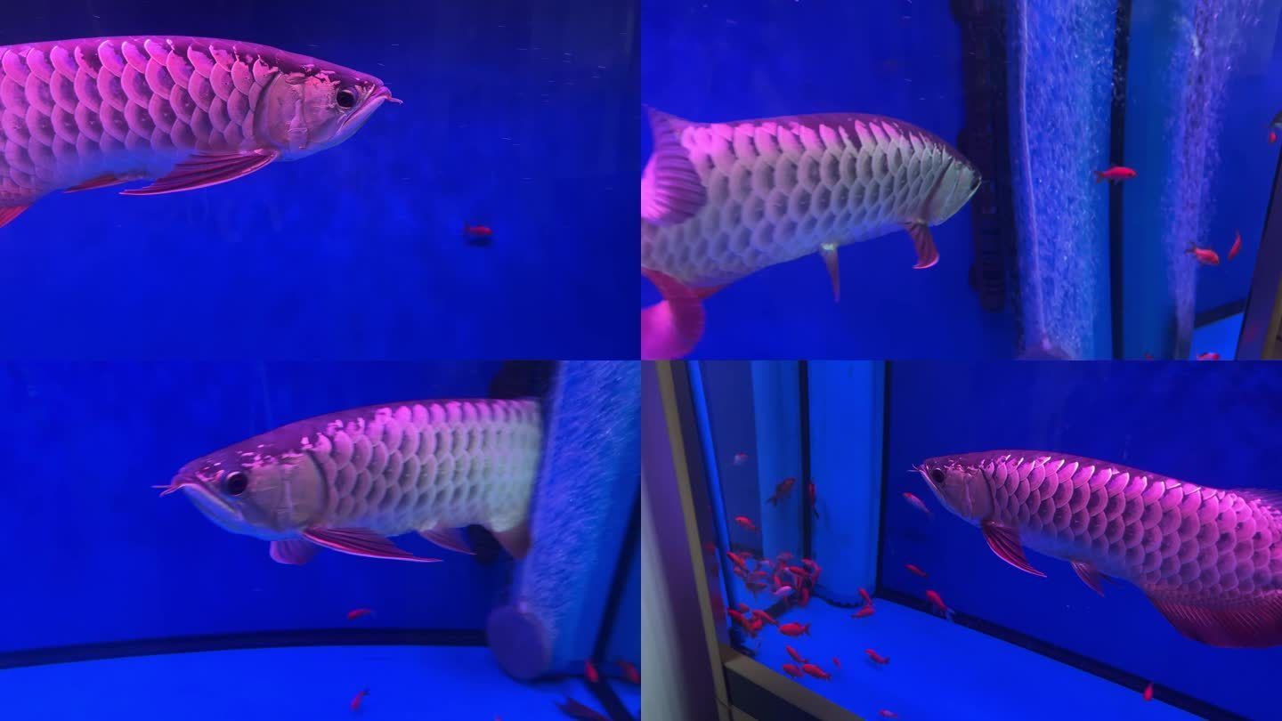 夢到很大的紅色金龍魚(關(guān)于“夢到很大的紅色金龍魚”的解釋) 龍魚百科 第1張 夢到很大的紅色金龍魚(關(guān)于“夢到很大的紅色金龍魚”的解釋) 夢到很大的紅色金龍魚(關(guān)于“夢到很大的紅色金龍魚”的解釋) 龍魚百科 第1張