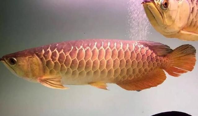 金龍魚膠是淡水魚嗎（金龍魚膠是由淡水魚制成的嗎）