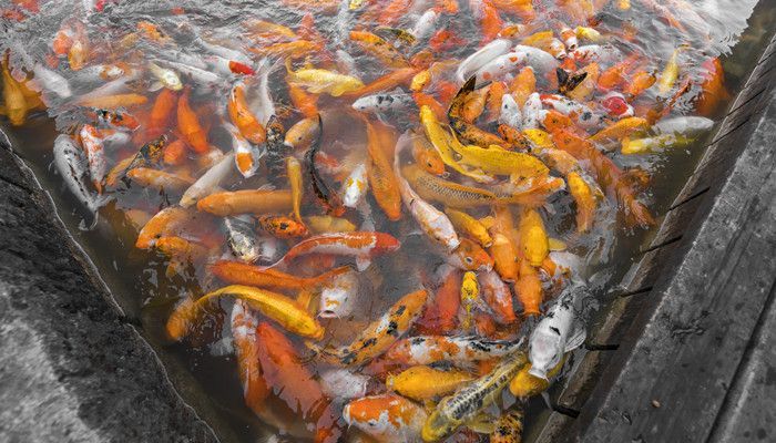 龍鳳鯉魚養殖密度的最佳實踐：養殖密度對龍鳳鯉魚的影響