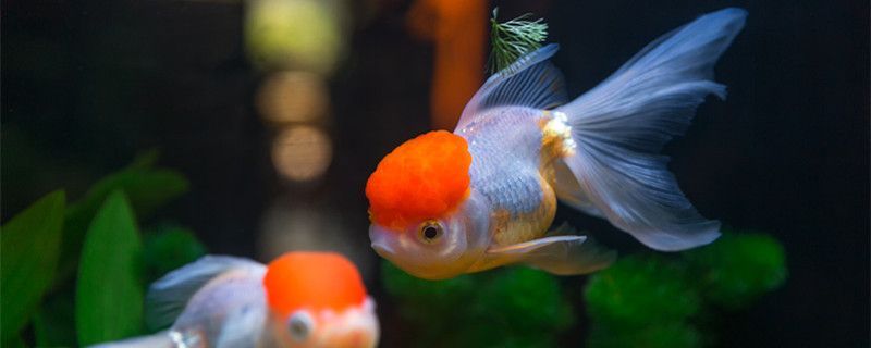 龍鳳鯉魚養殖密度的最佳實踐：養殖密度對龍鳳鯉魚的影響