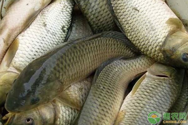 龍鳳鯉魚養殖密度的最佳實踐：養殖密度對龍鳳鯉魚的影響