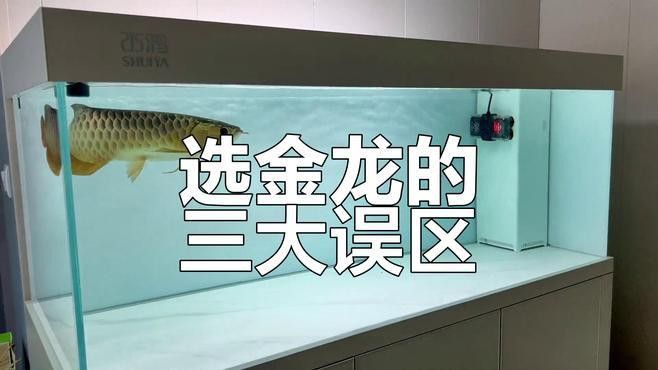 如何選擇適合養金龍魚的魚缸？