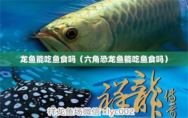 恐龍魚可以長期吃嗎（如何判斷恐龍魚肥胖,恐龍魚飼料品牌推薦,恐龍魚日常護理要點）