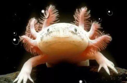 六角恐龍魚的溫度