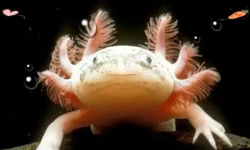 六角恐龍魚的溫度