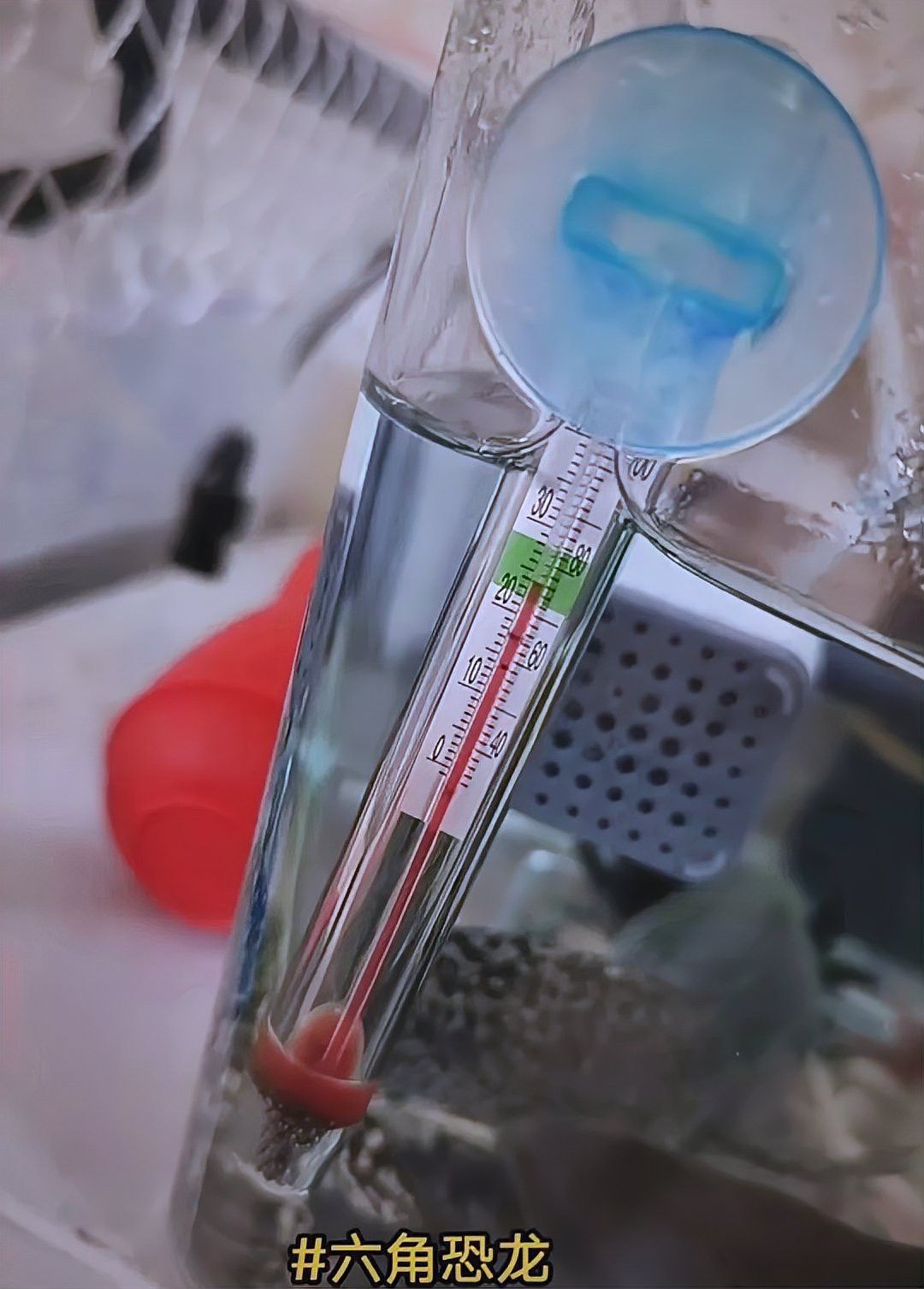 六角恐龍魚的溫度