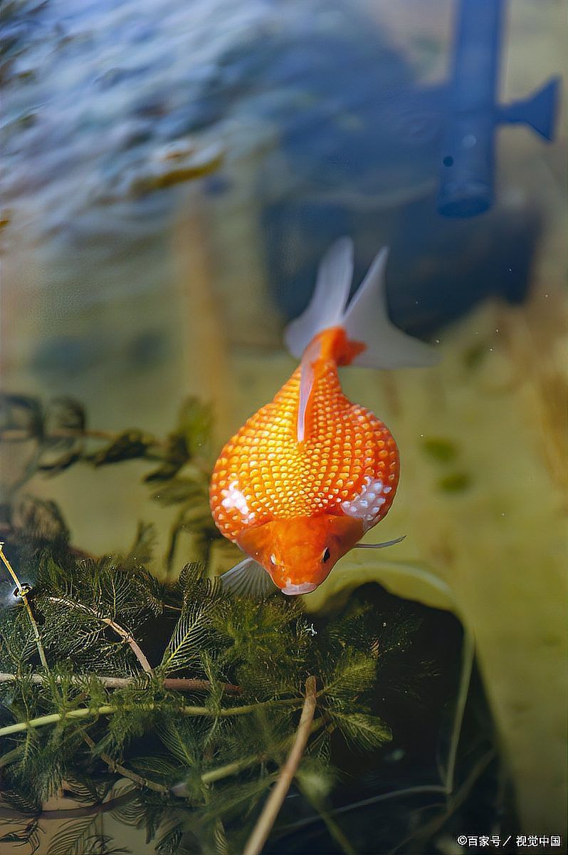 六角恐龍魚的溫度