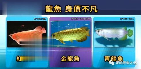 純白龍魚（白金龍魚怎么養(yǎng)白金龍魚價(jià)格_白金龍魚怎么養(yǎng)）