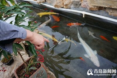 純白龍魚（白金龍魚怎么養(yǎng)白金龍魚價(jià)格_白金龍魚怎么養(yǎng)）