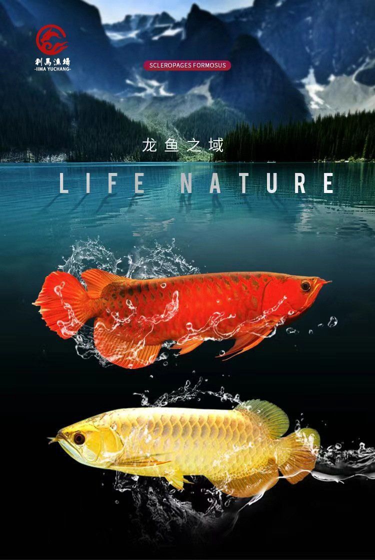 哪里可以購買到純血的紅龍魚？ 哪里可以購買到純血的紅龍魚？ 龍魚百科 第2張