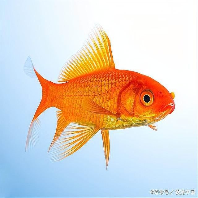 龍魚升溫治病多久可以降溫