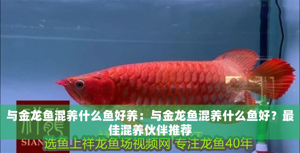 與金龍魚混養什么魚好養：與金龍魚混養什么魚好？最佳混養伙伴推薦