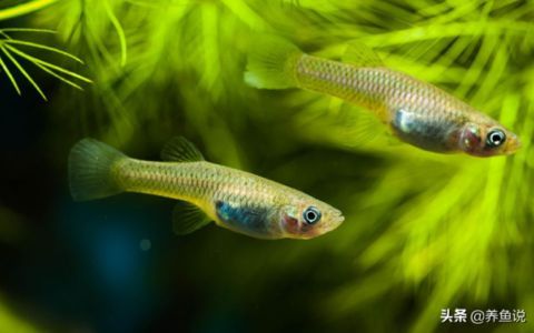 魚缸養(yǎng)魚多久喂一次魚食（如何判斷魚是否吃飽魚缸水質(zhì)維護(hù)技巧）