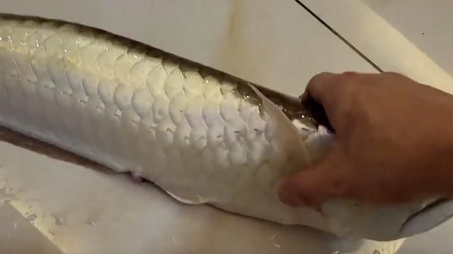 龍魚溫差過大立鱗會死嗎：龍魚溫差過大立鱗會死嗎龍魚溫差過大立鱗會死嗎