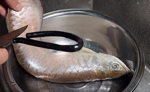 龍魚溫差過大立鱗會死嗎：龍魚溫差過大立鱗會死嗎龍魚溫差過大立鱗會死嗎