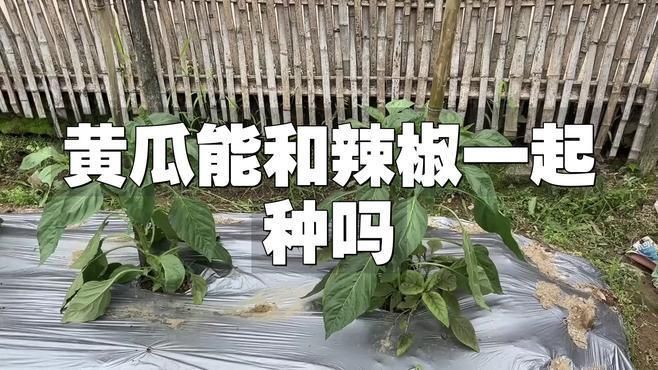 辣椒挨著黃瓜種最好