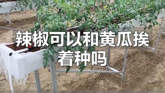辣椒挨著黃瓜種最好