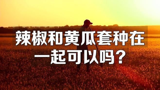 辣椒挨著黃瓜種最好
