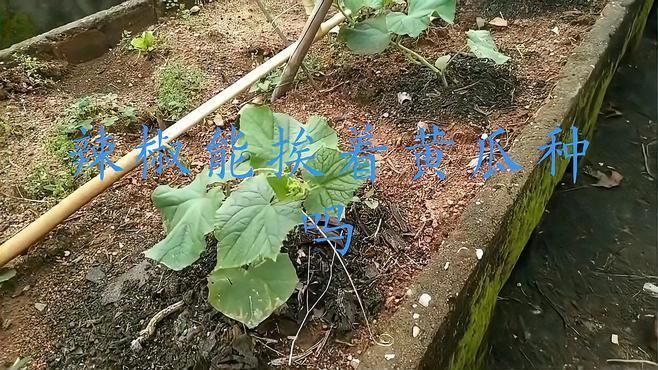 辣椒挨著黃瓜種最好