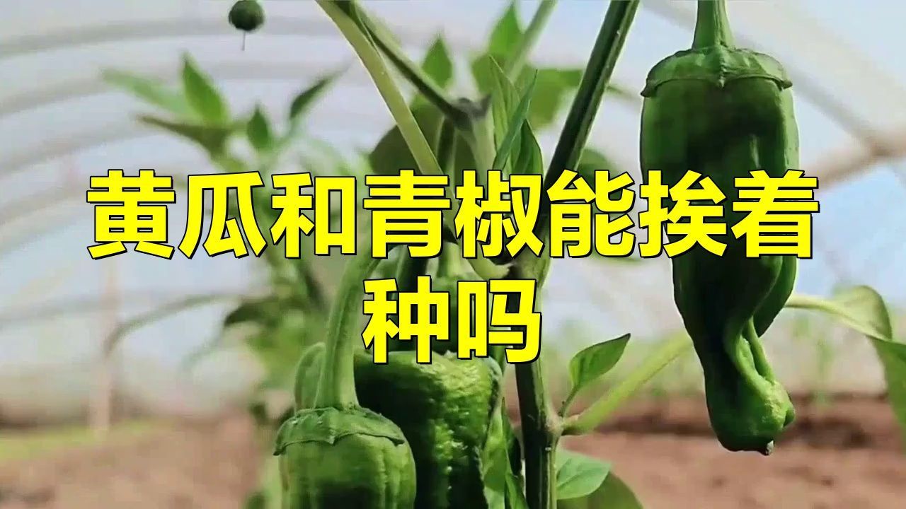辣椒挨著黃瓜種最好