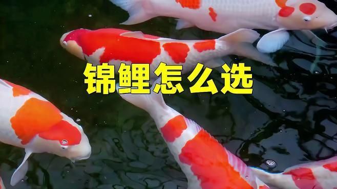 錦鯉二選三選哪個(gè)好