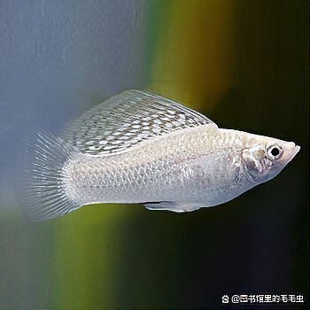 馬拉莫魚為何不建議養