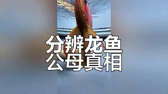 如何區分金龍魚的雌雄？