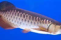 龍魚對水質有要求嗎？：龍魚吃什么活魚好養 龍魚對水質有要求嗎？：龍魚吃什么活魚好養 龍魚百科 第11張