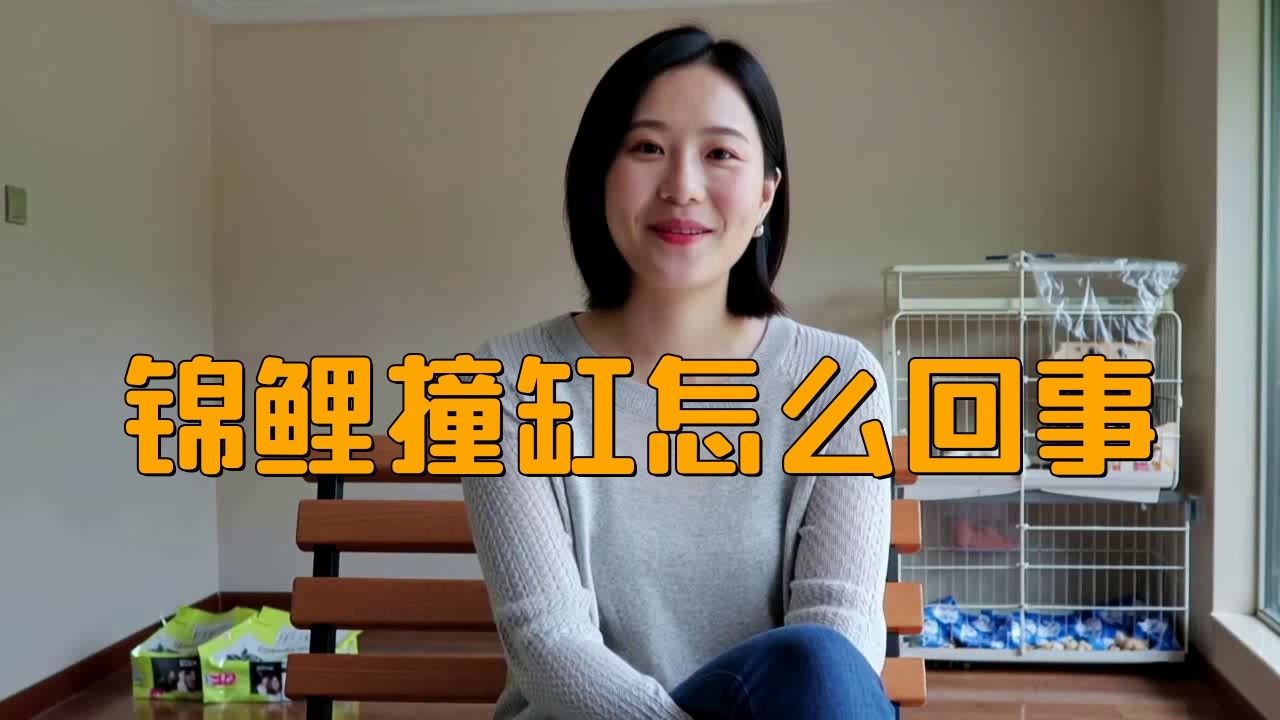 金龍魚撞魚缸怎么回事