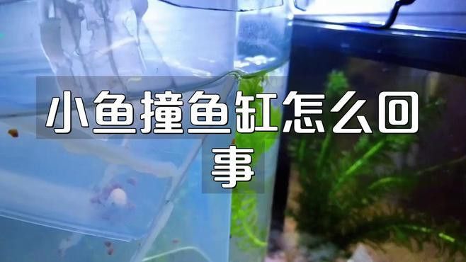 金龍魚撞魚缸怎么回事