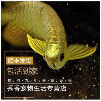 金龍魚為什么不賣魚苗（為什么金龍魚不賣魚苗？）