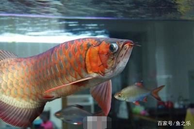 一個缸內養幾條紅龍魚最好（養殖紅龍魚的數量主要取決于幾個關鍵因素：魚缸大小、紅龍魚）