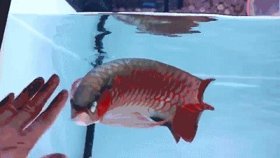 金龍魚動態壁紙手機壁紙（金龍魚動態壁紙） 金龍魚動態壁紙手機壁紙（金龍魚動態壁紙） 龍魚百科 第5張