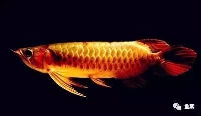 如何挑金龍魚的品種呢，如何挑選金龍魚