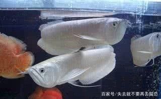 家中養銀龍魚好嗎（家里養銀龍魚好嗎家里養銀龍魚好嗎有什么禁忌）