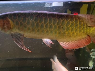 龍魚在魚缸里立著是什么原因：為什么龍魚在魚缸里立著