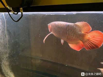 龍魚在魚缸里立著是什么原因：為什么龍魚在魚缸里立著