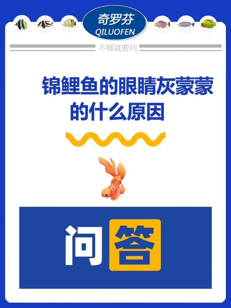 銀龍魚眼睛白了怎么回事兒圖片