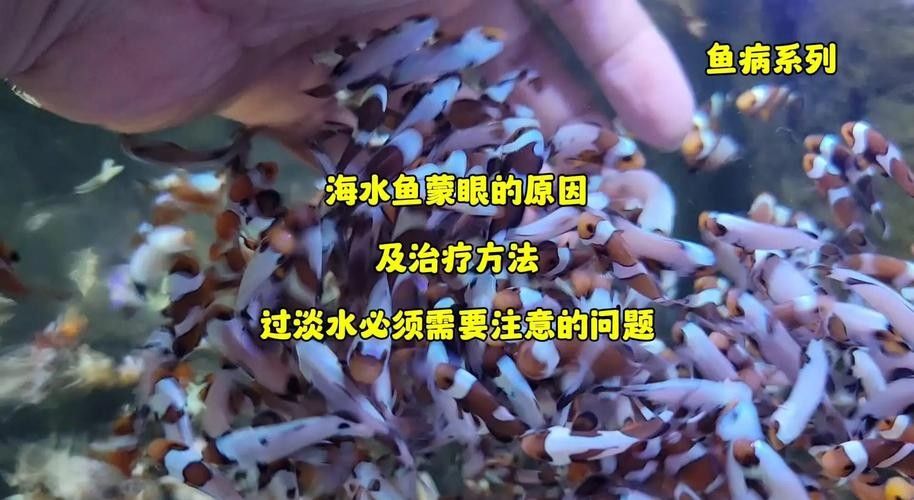 銀龍魚眼睛白了怎么回事兒圖片