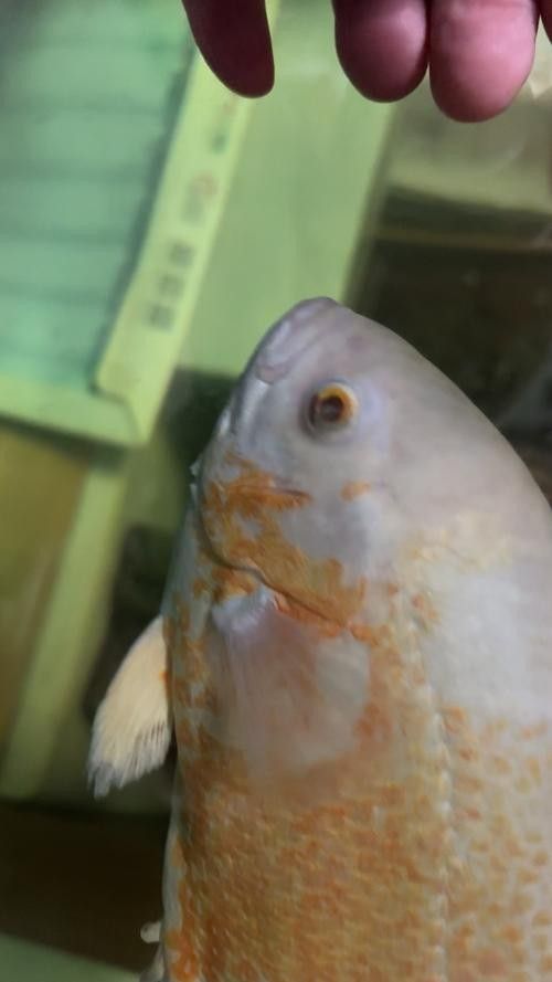 銀龍魚眼睛白了怎么回事兒圖片