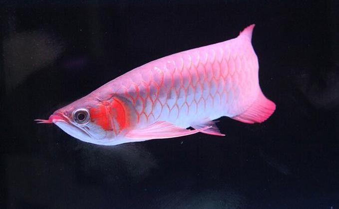 紅龍魚跟金龍魚哪個好養：紅龍魚和金龍魚哪個好養